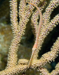 Little juvenile Trumpetfish on Little Cayman Island. by Deborah Chambers 